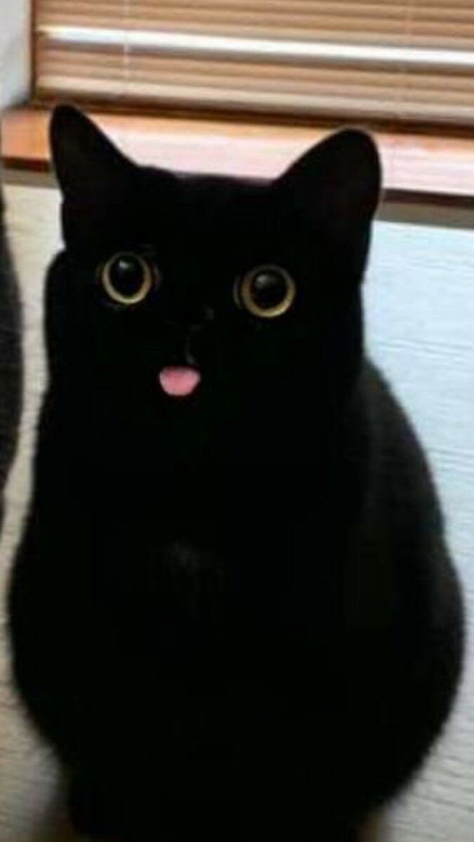 검은고양이 이미지
