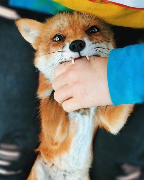 예쁜여우 이미지