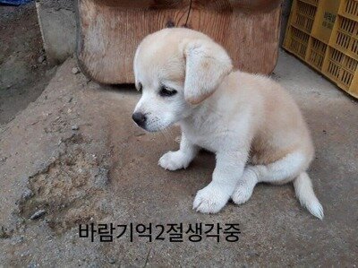 닭발GO 이미지