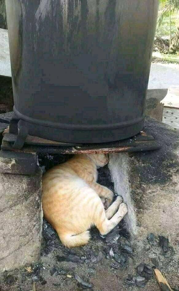 검은고양이 이미지