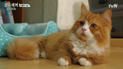 몽이냥이 이미지
