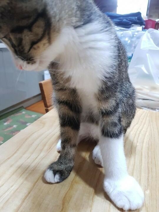 왕발 이미지