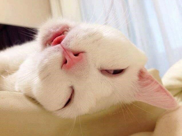 실다 이미지