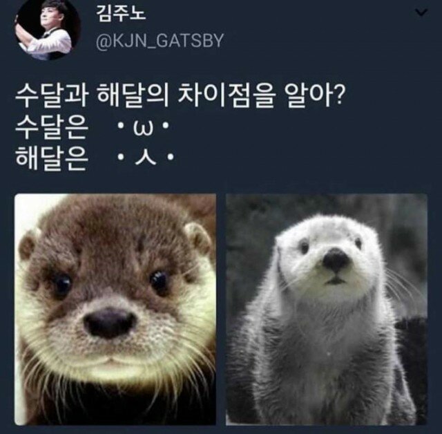 해달 이미지