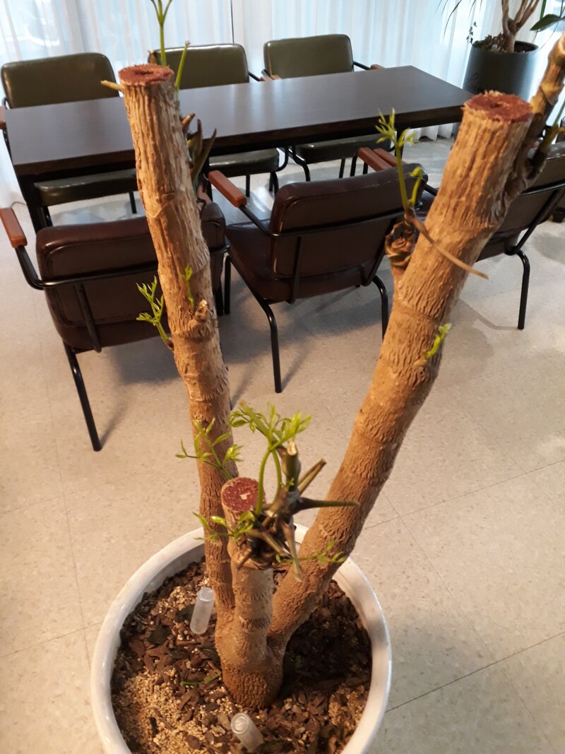 사막커피 이미지
