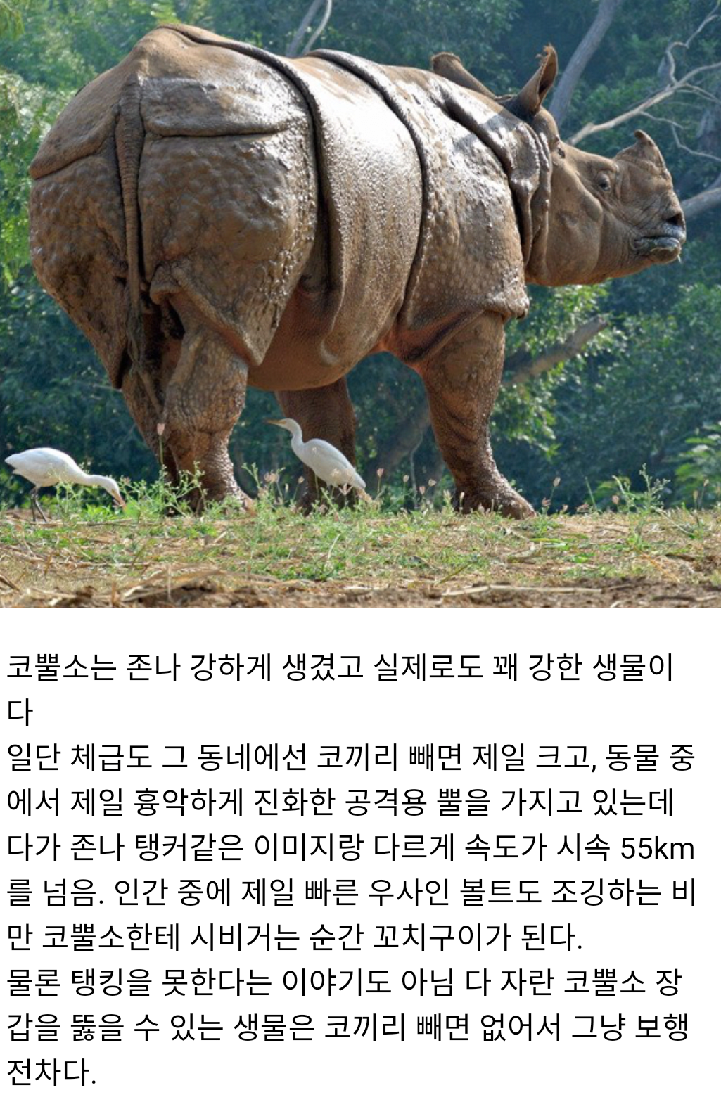 FC 온라인 인벤 : 코뿔소와 소등쪼기새와의 상생 - FC 온라인 인벤 자유게시판 코뿔소와 소등쪼기새와의 상생