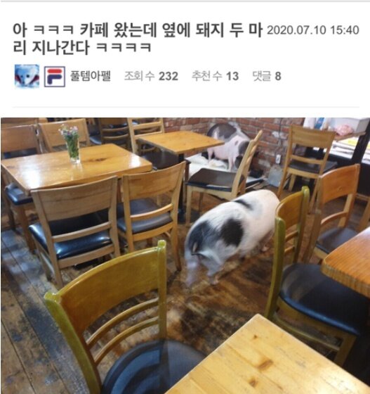 돼지두마리 이미지