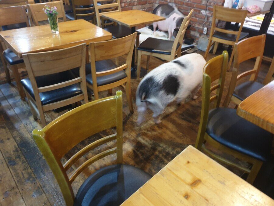 돼지두마리 이미지