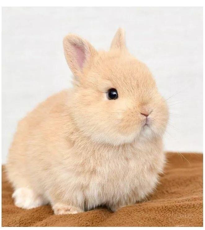 신비해로 이미지