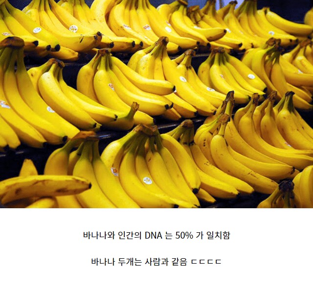 바나나스토리 이미지