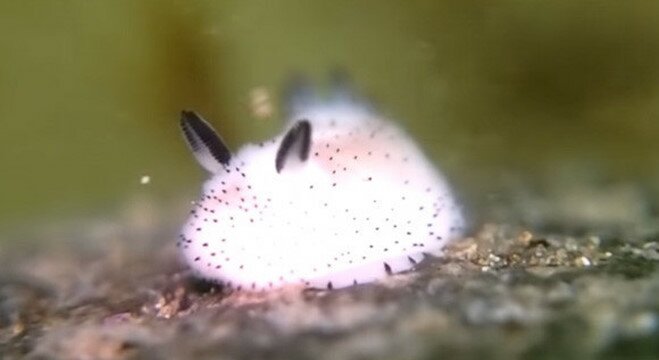 까까바다 이미지