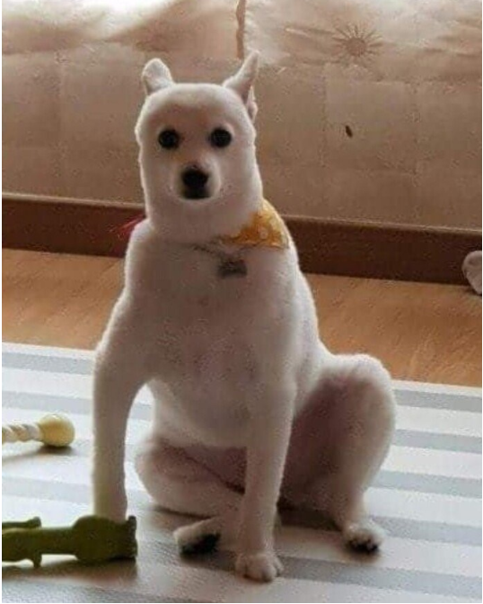 메이플스토리 인벤 : 강아지 셀프미용 모음.jpg - 메이플스토리 인벤 자유게시판 (구) 강아지 셀프미용 모음.jpg