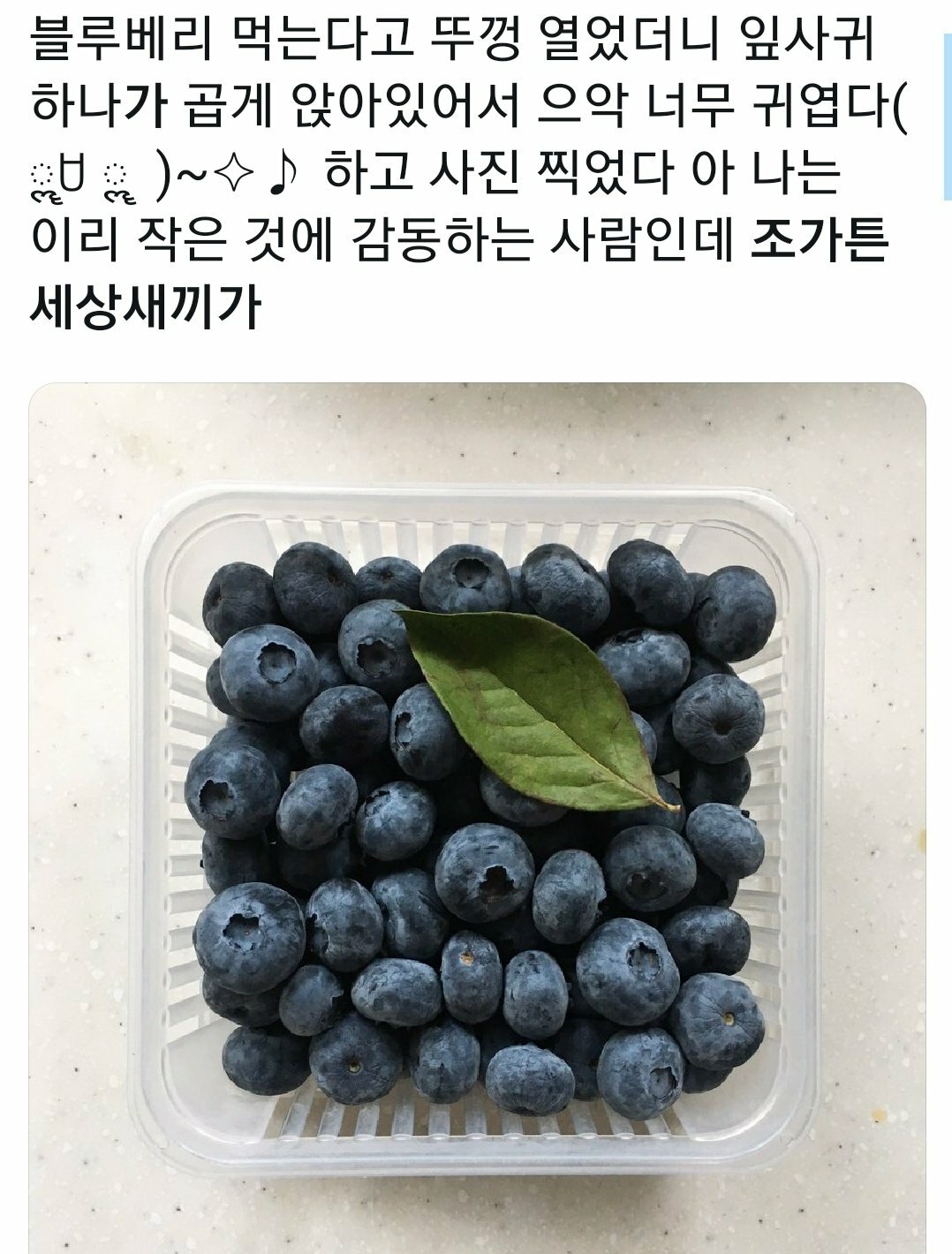 메이플스토리 인벤 : 블루베리 - 메이플스토리 인벤 자유게시판
