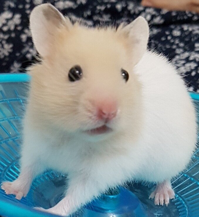 수타왕 이미지