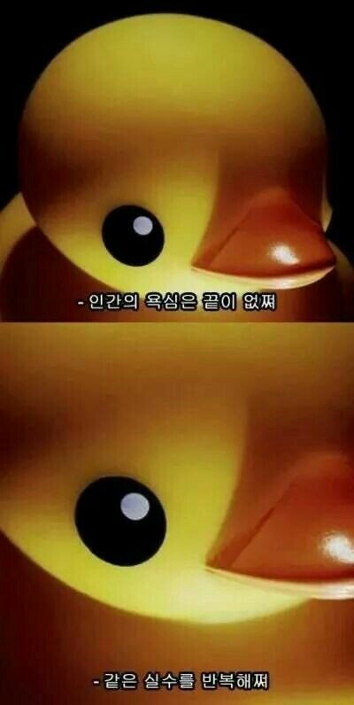 피도라 이미지