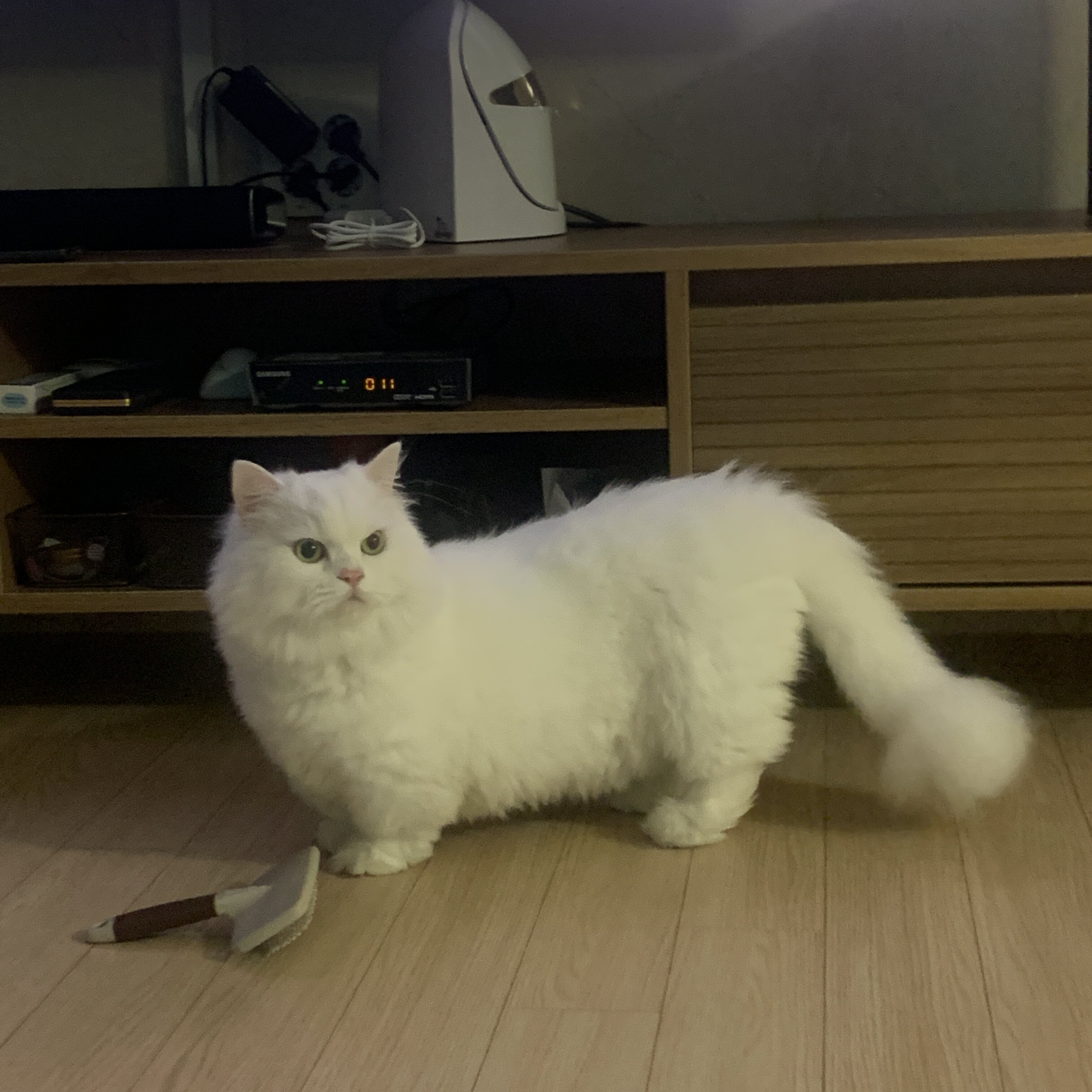 주라울 이미지