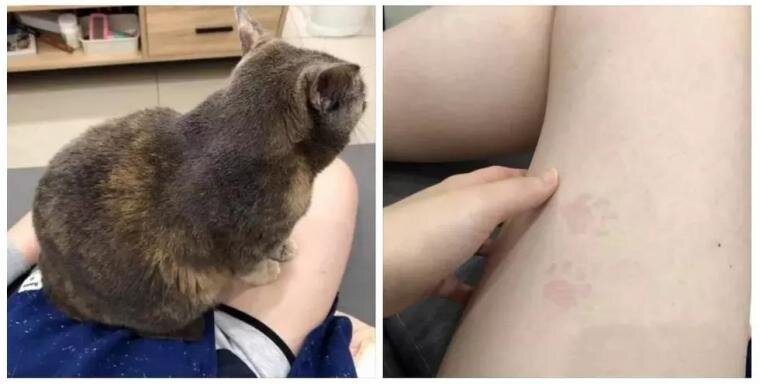 냥스 이미지