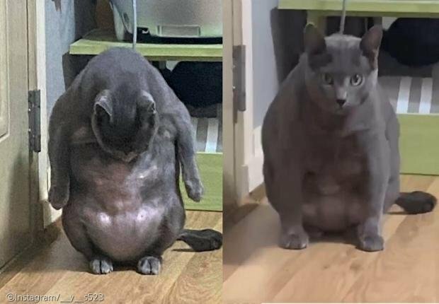 그루밍 이미지