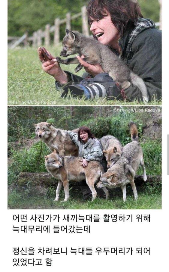 우두머리 이미지