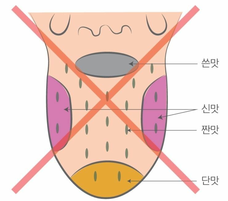 웹진 인벤 : 어릴때 배웠던 미각 위치 - 오픈이슈갤러리 어릴때 배웠던 미각 위치