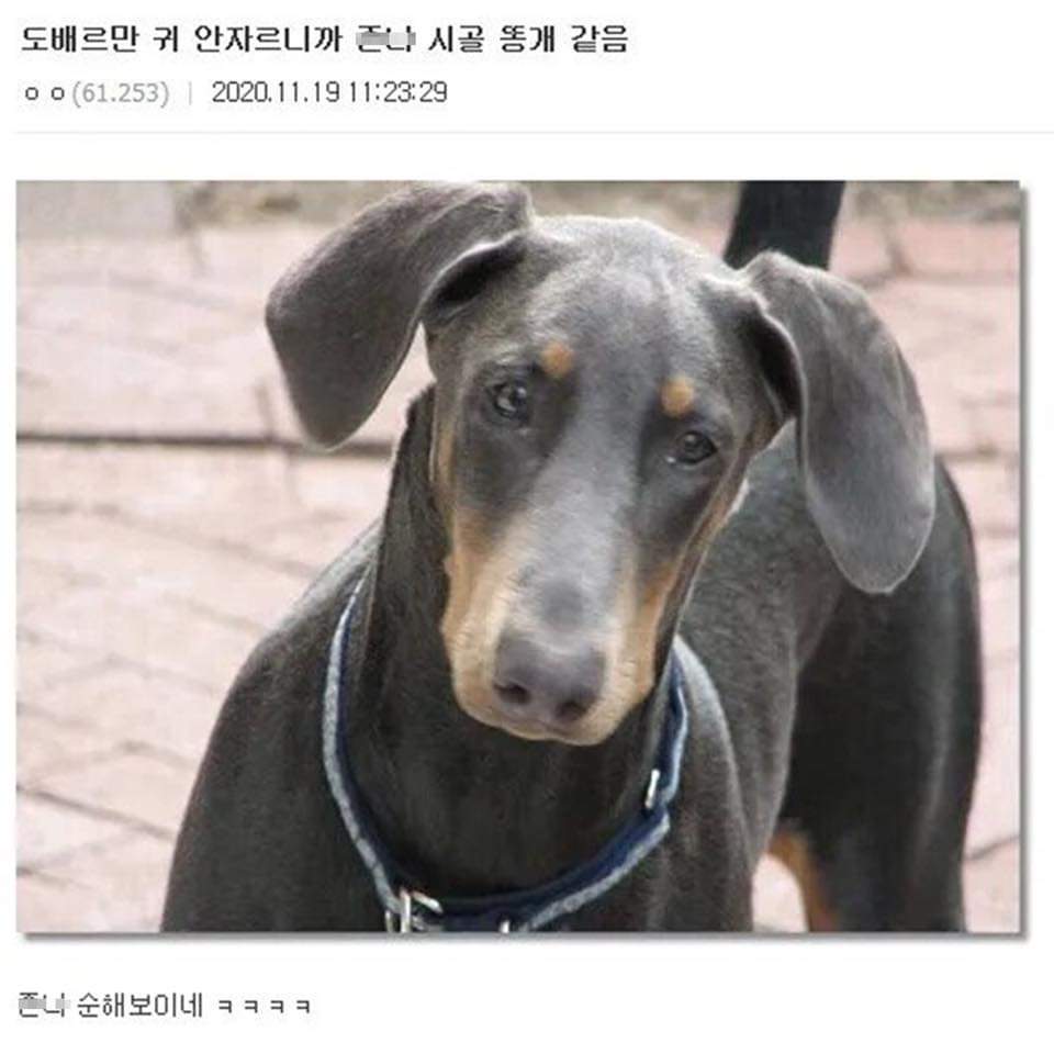 FC 온라인 인벤 : 귀 안자른 도배르만.jpg - FC 온라인 인벤 자유게시판 귀 안자른 도배르만.jpg
