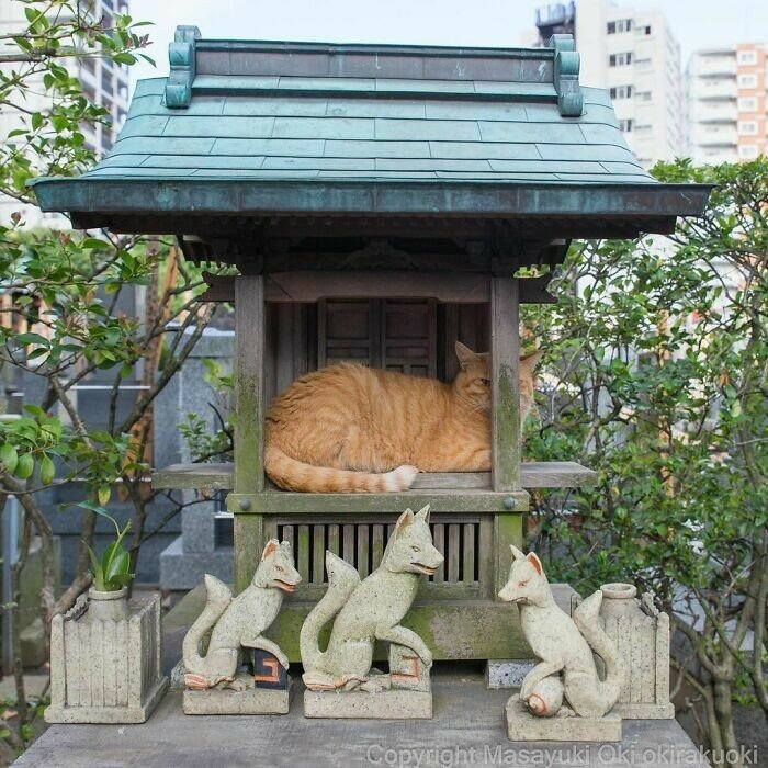 메이플스토리 인벤 : 일본 여우신사.jpg - 메이플스토리 인벤 자유게시판 (구) 일본 여우신사.jpg