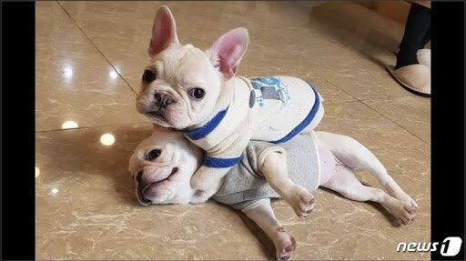 불독PC방 이미지