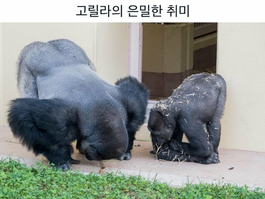 고릴라PC방 이미지
