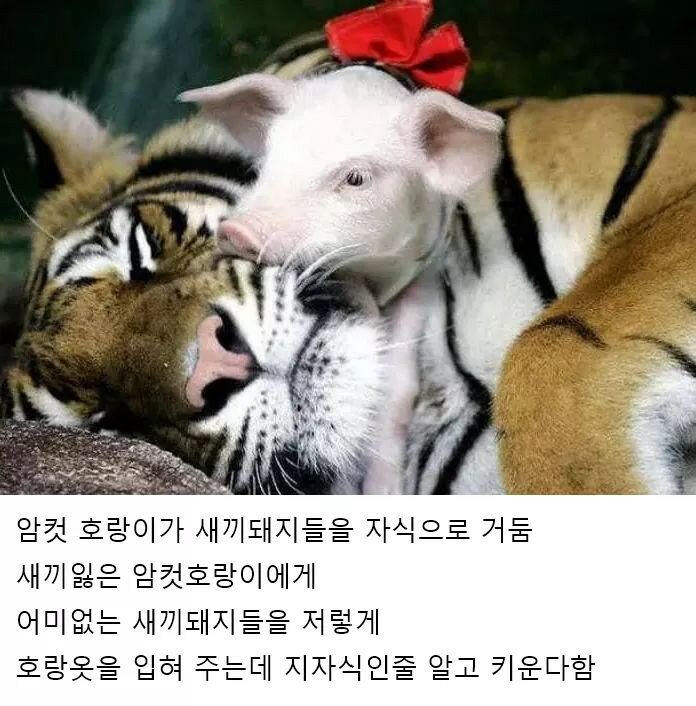 고기호랑이 이미지