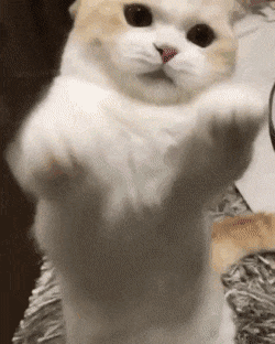 메이플스토리 인벤 : 고양이 gif 짤 보고가 - 메이플스토리 인벤 자유게시판 (구) 고양이 gif 짤 보고가