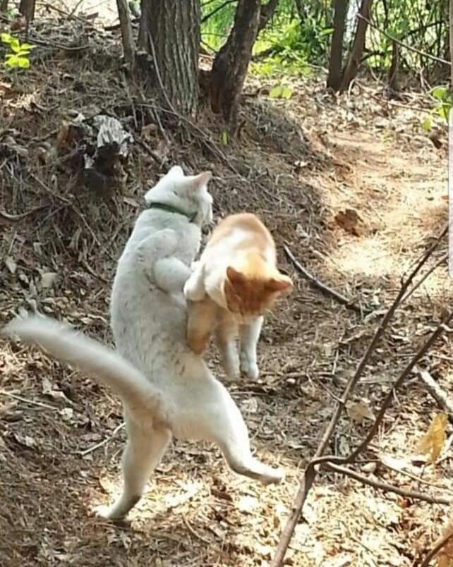 냥냥펀치 이미지