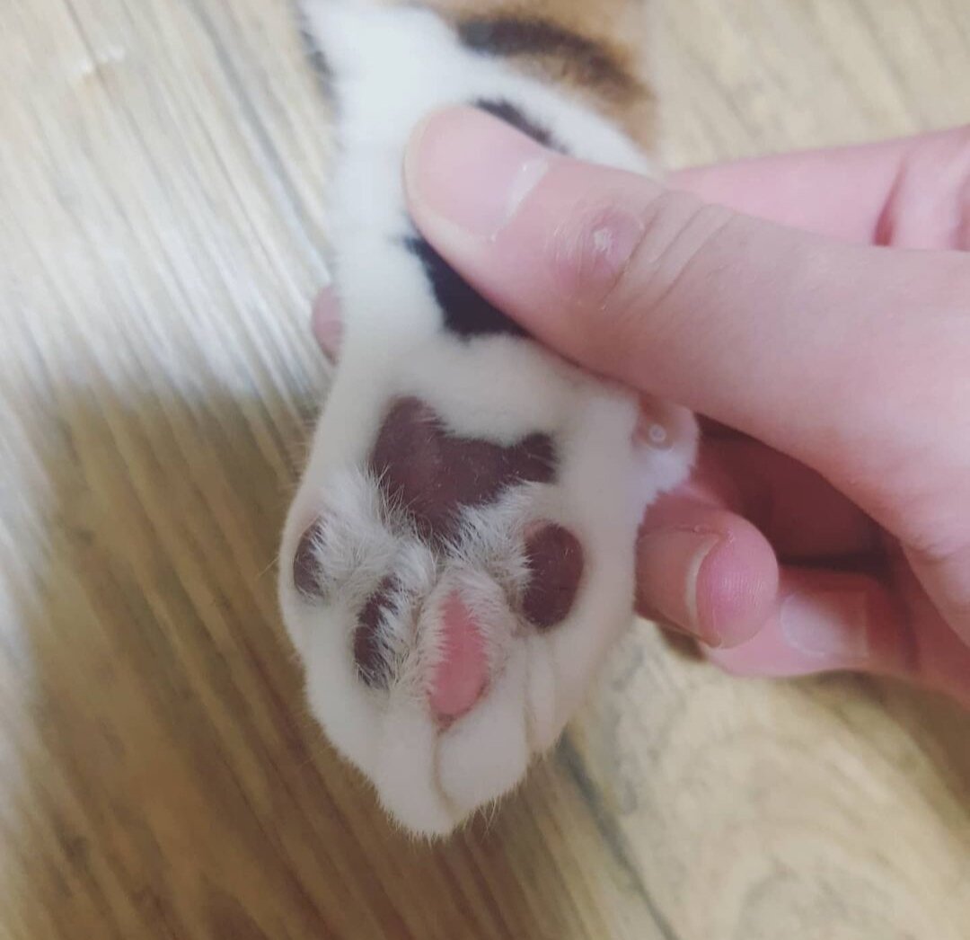 냥발 로아 인벤