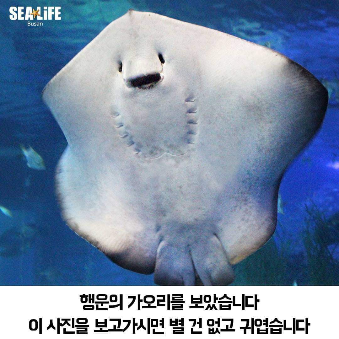 메이플스토리 인벤 : 가오리 먼가 귀엽게 생긴거 같음 - 메이플스토리 인벤 자유게시판 (구) 메이플스토리 인벤 : 가오리 먼가 귀엽게 생긴거 같음 - 메이플스토리 인벤 자유게시판 (구)