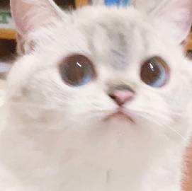 후픽 이미지