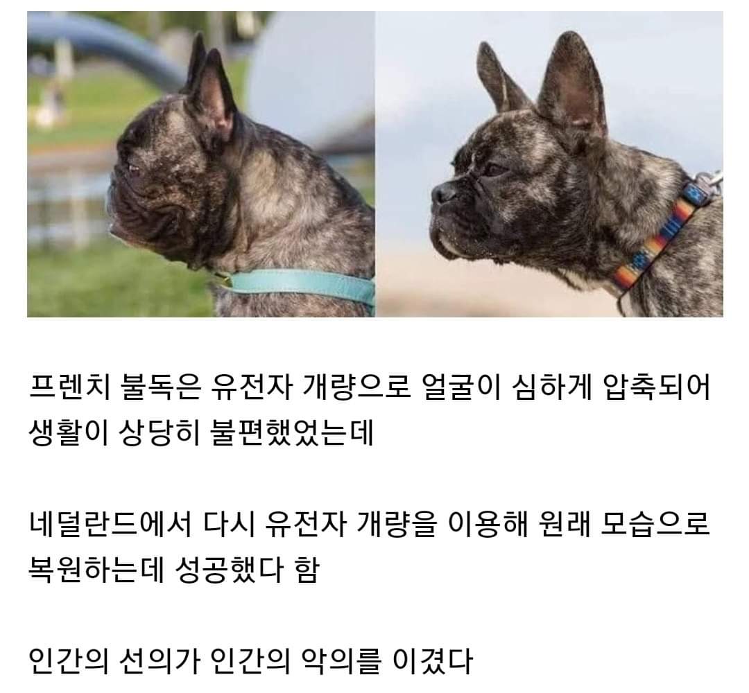 불독PC방 이미지