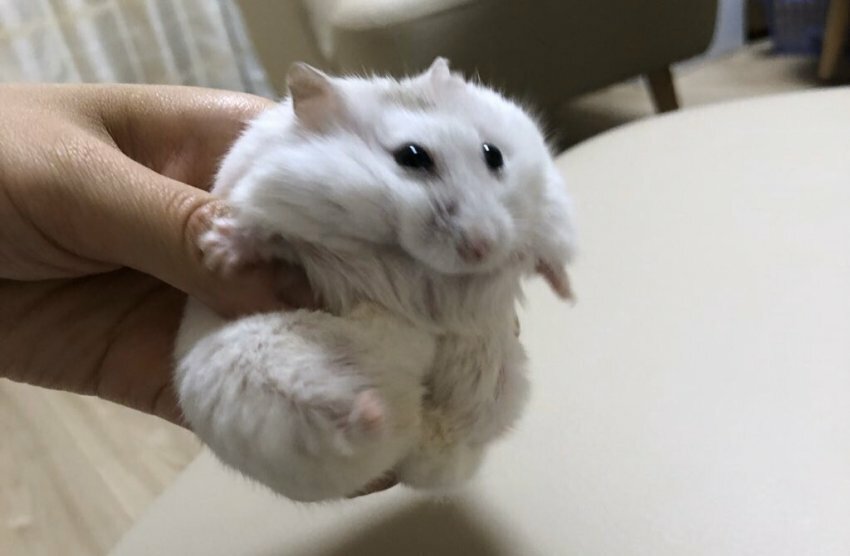 이** 이미지