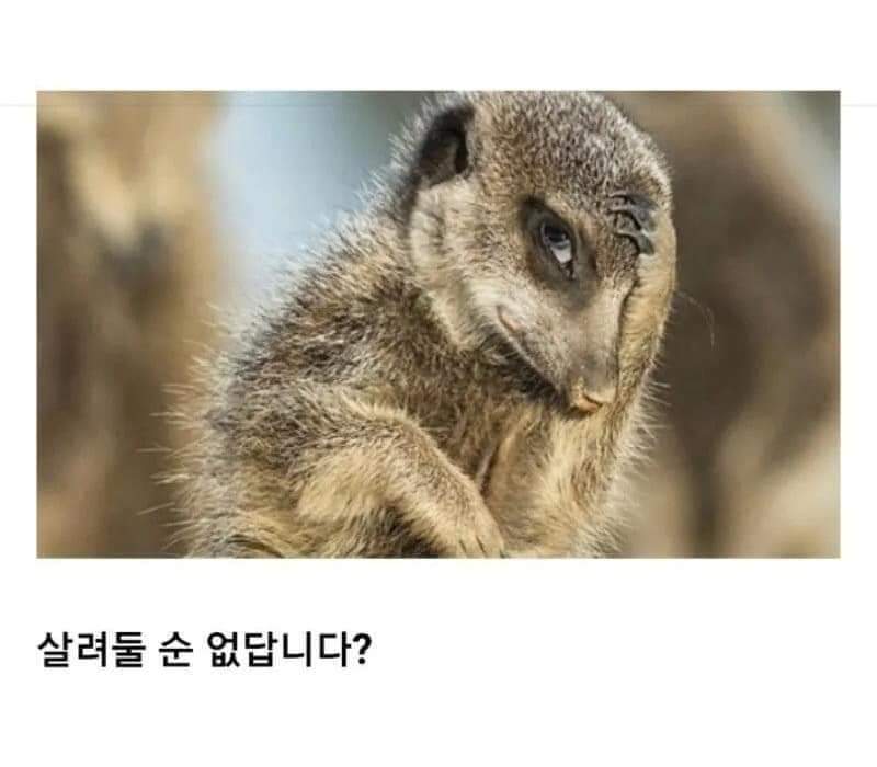 피파 온라인4 인벤 : 요즘 현질 효율 - 피파 온라인4 인벤 자유게시판