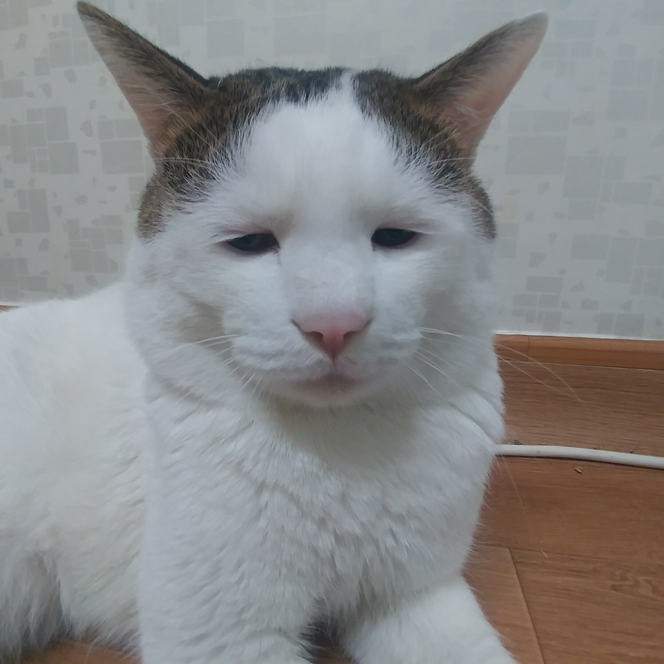 리그오브레전드 인벤 : 못생긴 고양이 - LoL/e스포츠 이야기 게시판 못생긴 고양이
