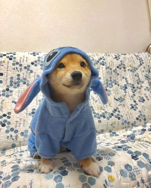 아델1 이미지