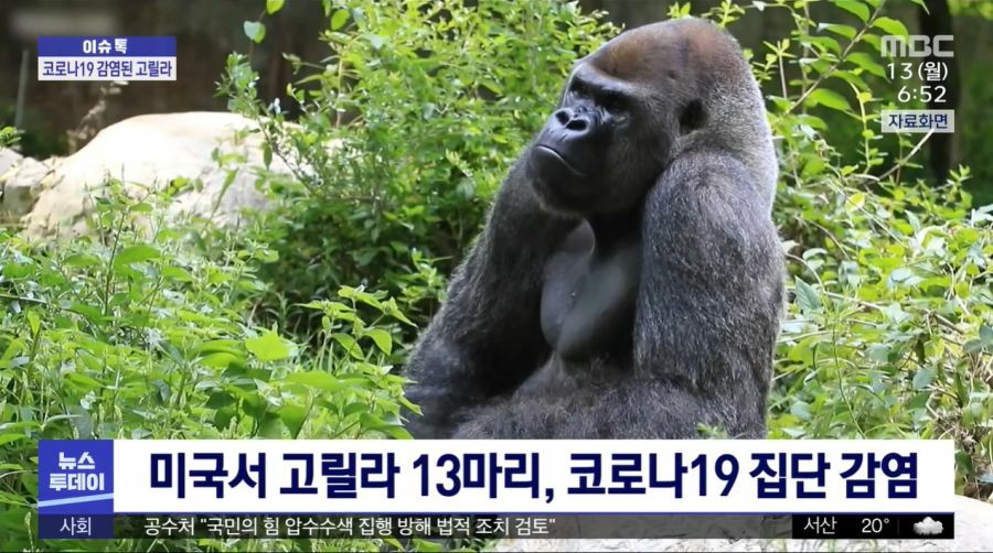 고릴라PC방 이미지