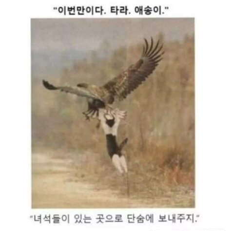 타라 이미지