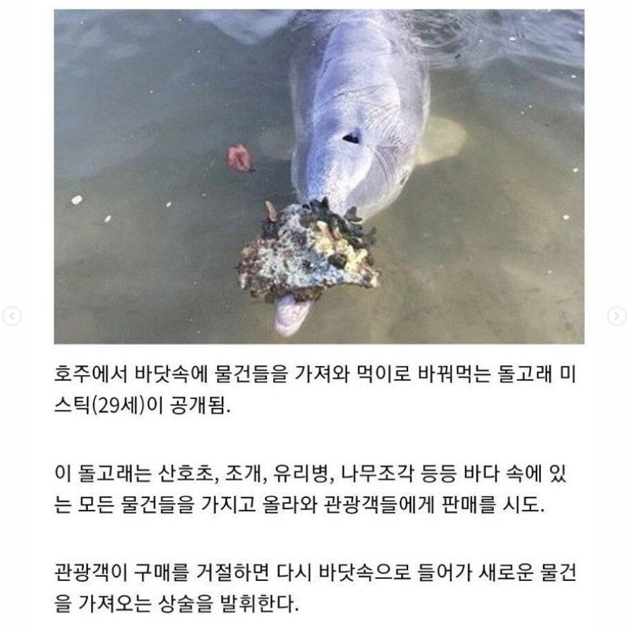 돌고래사과 이미지