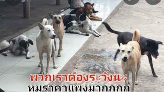 (혐)태국 시골 지역에서 목줄없이 개가 나대면?뭐다?