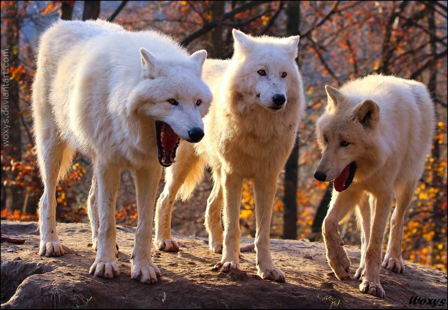 세명복사 이미지