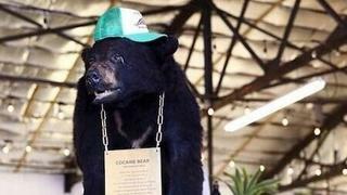코카인 40kg 원샷때린 곰의 최후