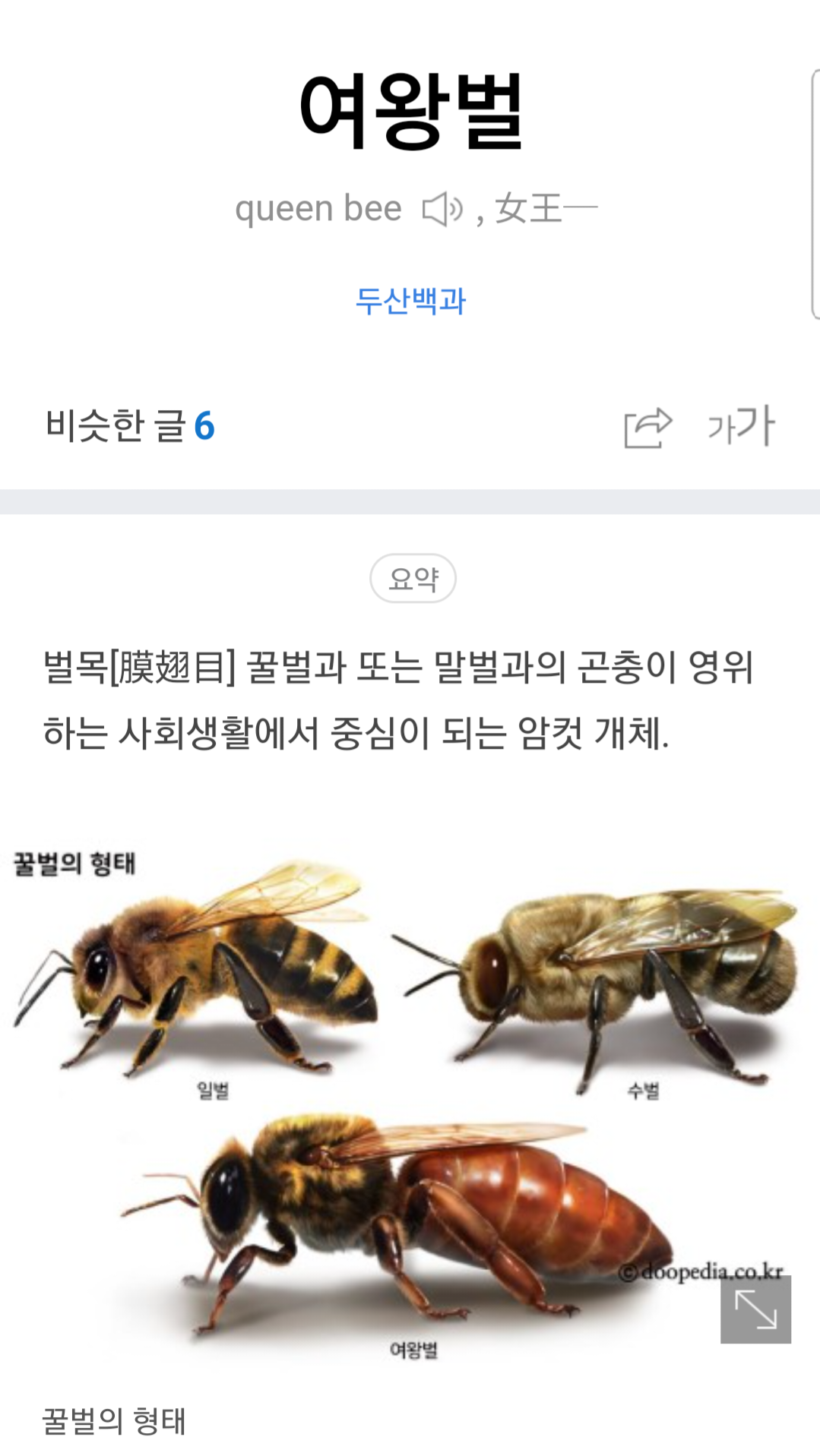 로스트아크 인벤 : 여왕벌이 뭔가요? - 로스트아크 인벤 자유 게시판(구) 여왕벌이 뭔가요?
