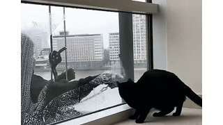 창문 닦는 아저씨와 고양이