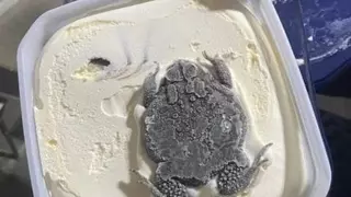 혐)아이스크림 통속에서 나온 두꺼비