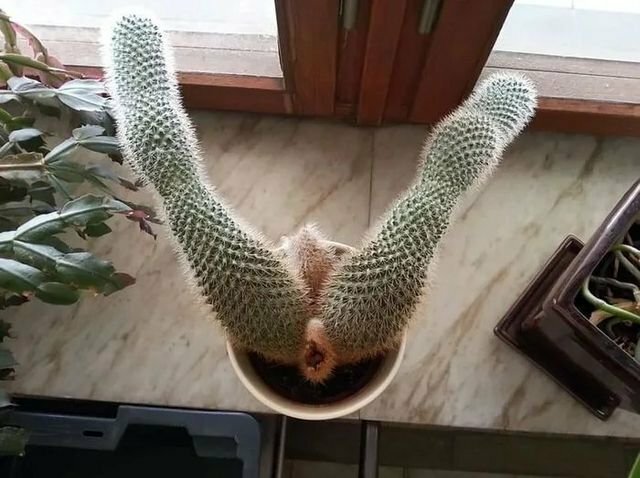 애완선인장 이미지