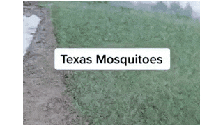 텍사스에 나타난 모기떼